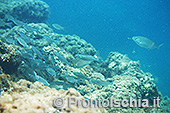 Fotografia subacquea a Ischia 2