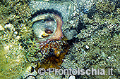 Fotografia subacquea a Ischia 8