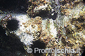 Fotografia subacquea a Ischia 12