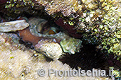 Fotografia subacquea a Ischia 13