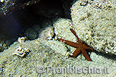 Fotografia subacquea a Ischia 15