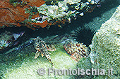 Fotografia subacquea a Ischia 16