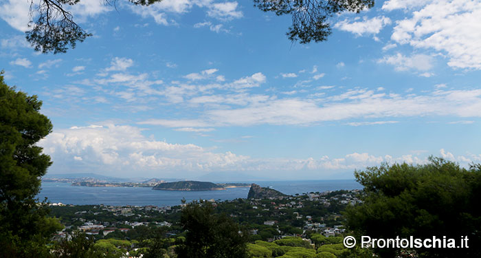 La pineta più grande dell'isola d'Ischia.