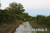 Escursioni a Ischia: tramonto al Monte Epomeo 78