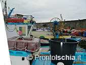 Pescaturismo a Ischia 73