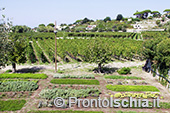 Tra mare e terra. I borghi dell'isola d'Ischia 6