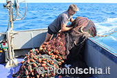 A pesca di lampughe sull'isola d'Ischia 17