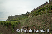 Ischia, Andar per Cantine: Frassitelli al tramonto 7